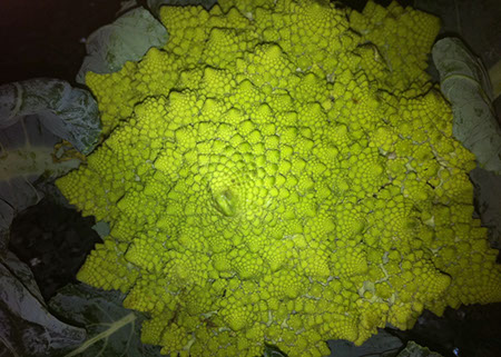 Cauliflower